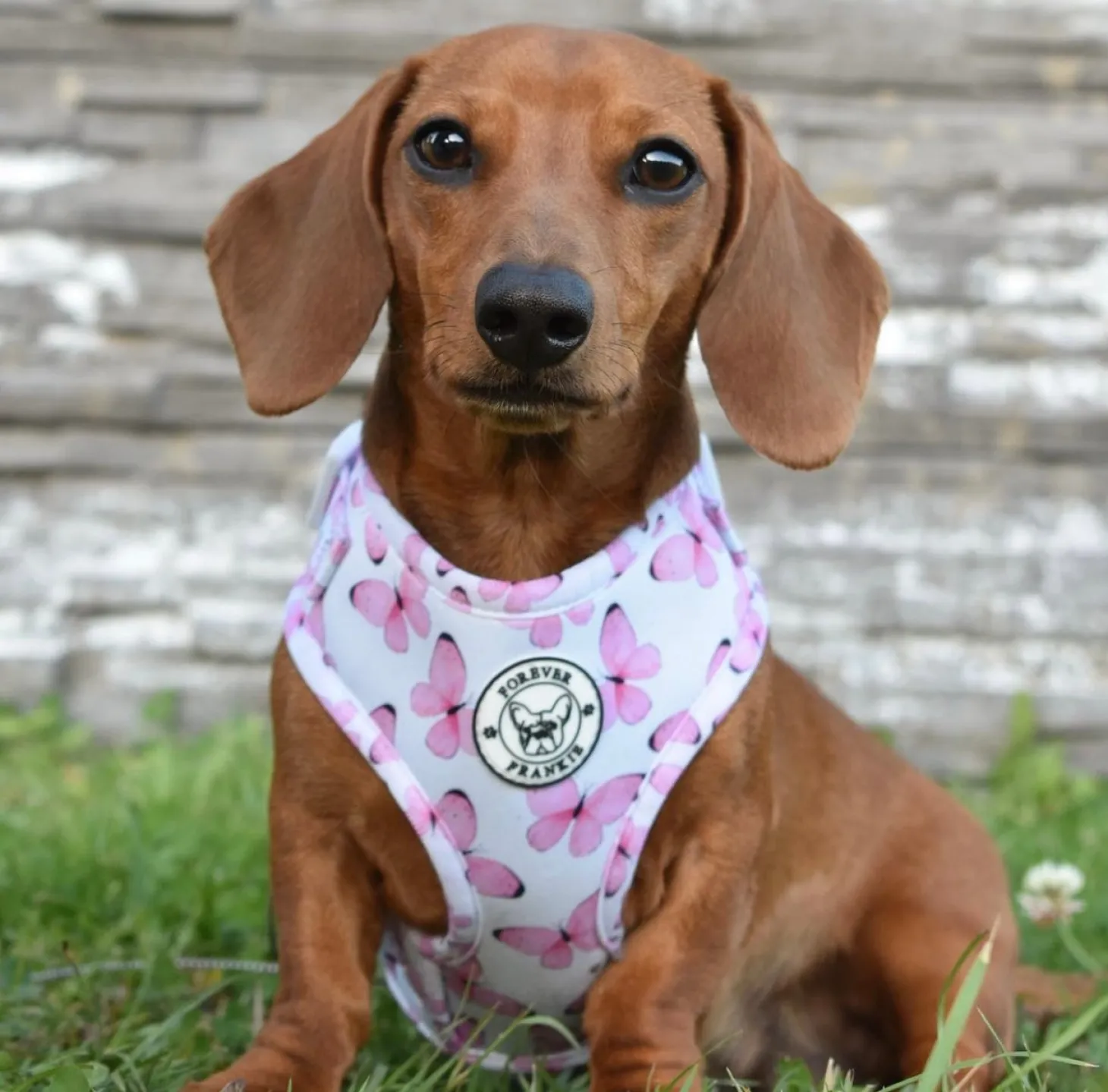 Butterfly Kisses - Adjustable Harness