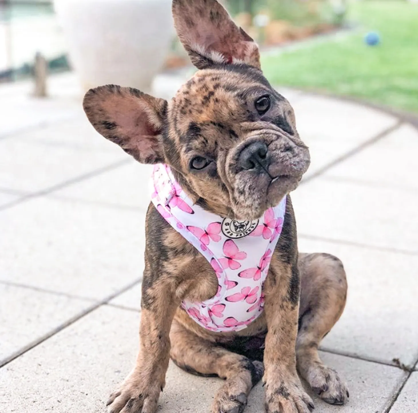 Butterfly Kisses - Adjustable Harness