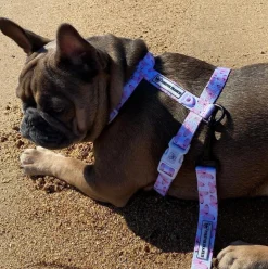 Butterfly Kisses - Strap Harness