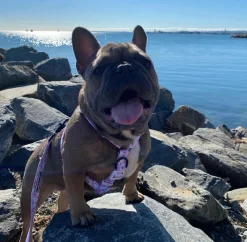 Butterfly Kisses - Strap Harness