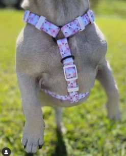 Butterfly Kisses - Strap Harness