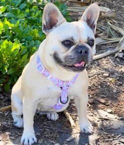 Butterfly Kisses - Strap Harness