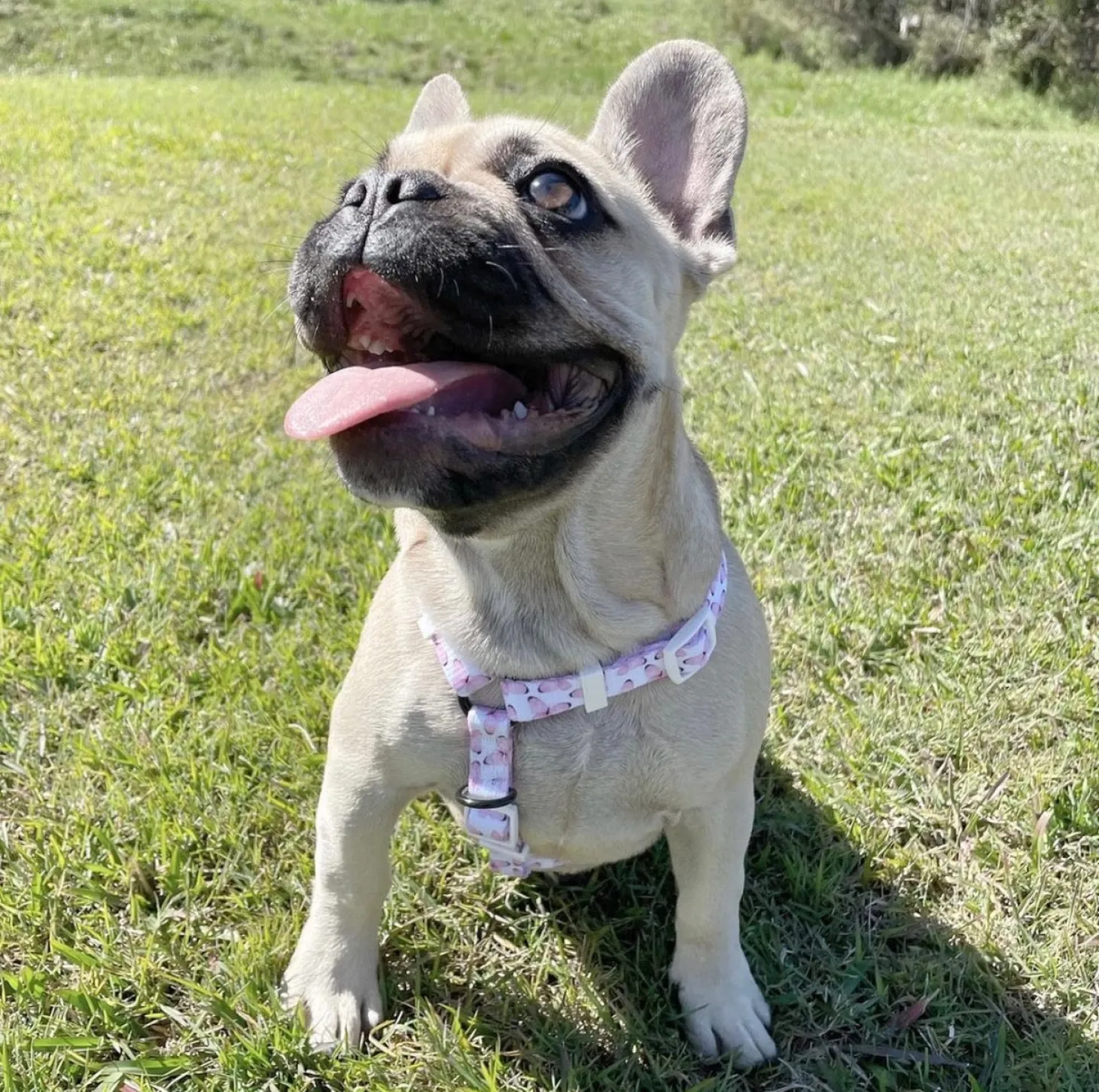 Butterfly Kisses - Strap Harness