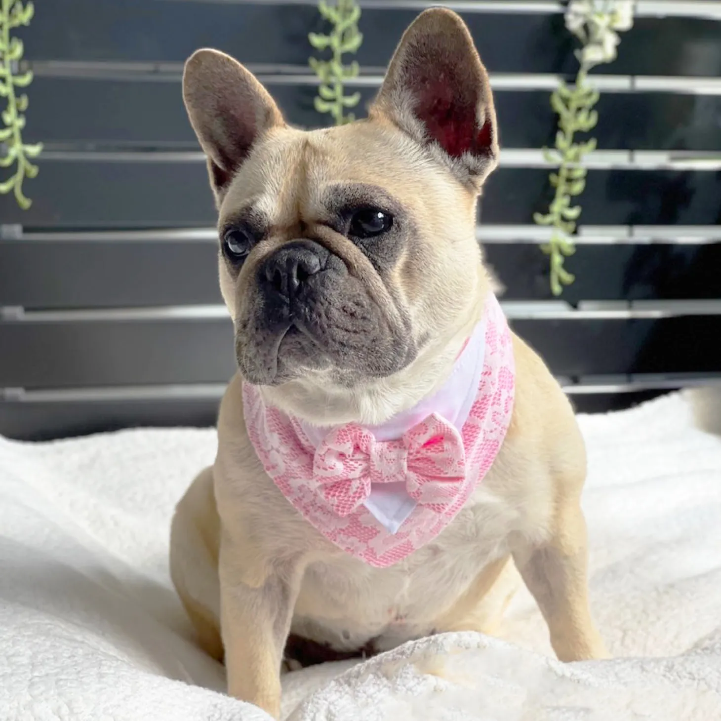 Candy Candy & Lace Bandana