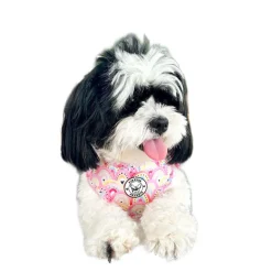 Chasing Rainbows - Adjustable Harness