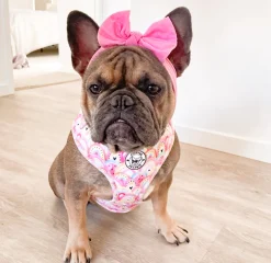 Chasing Rainbows - Adjustable Harness