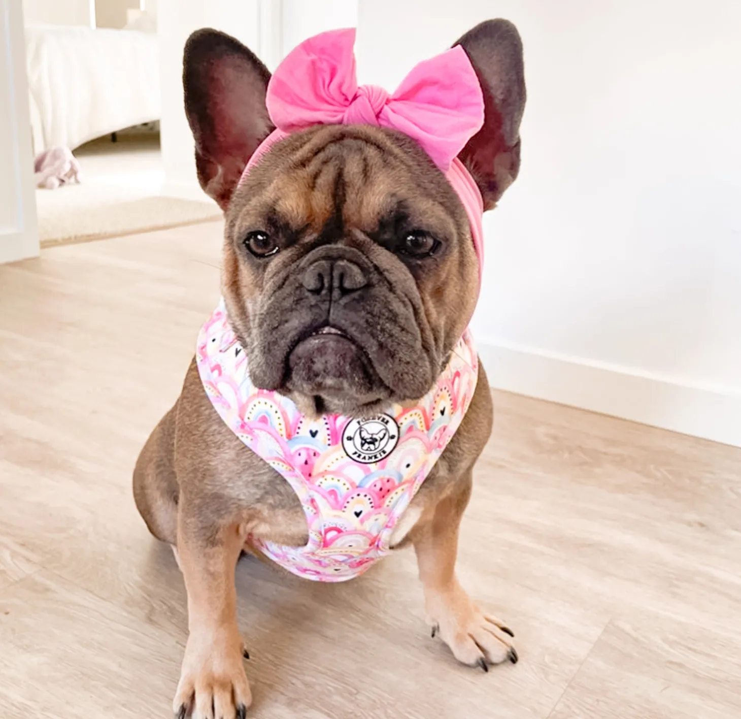 Chasing Rainbows - Adjustable Harness