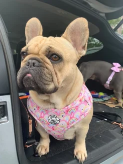 Chasing Rainbows - Adjustable Harness