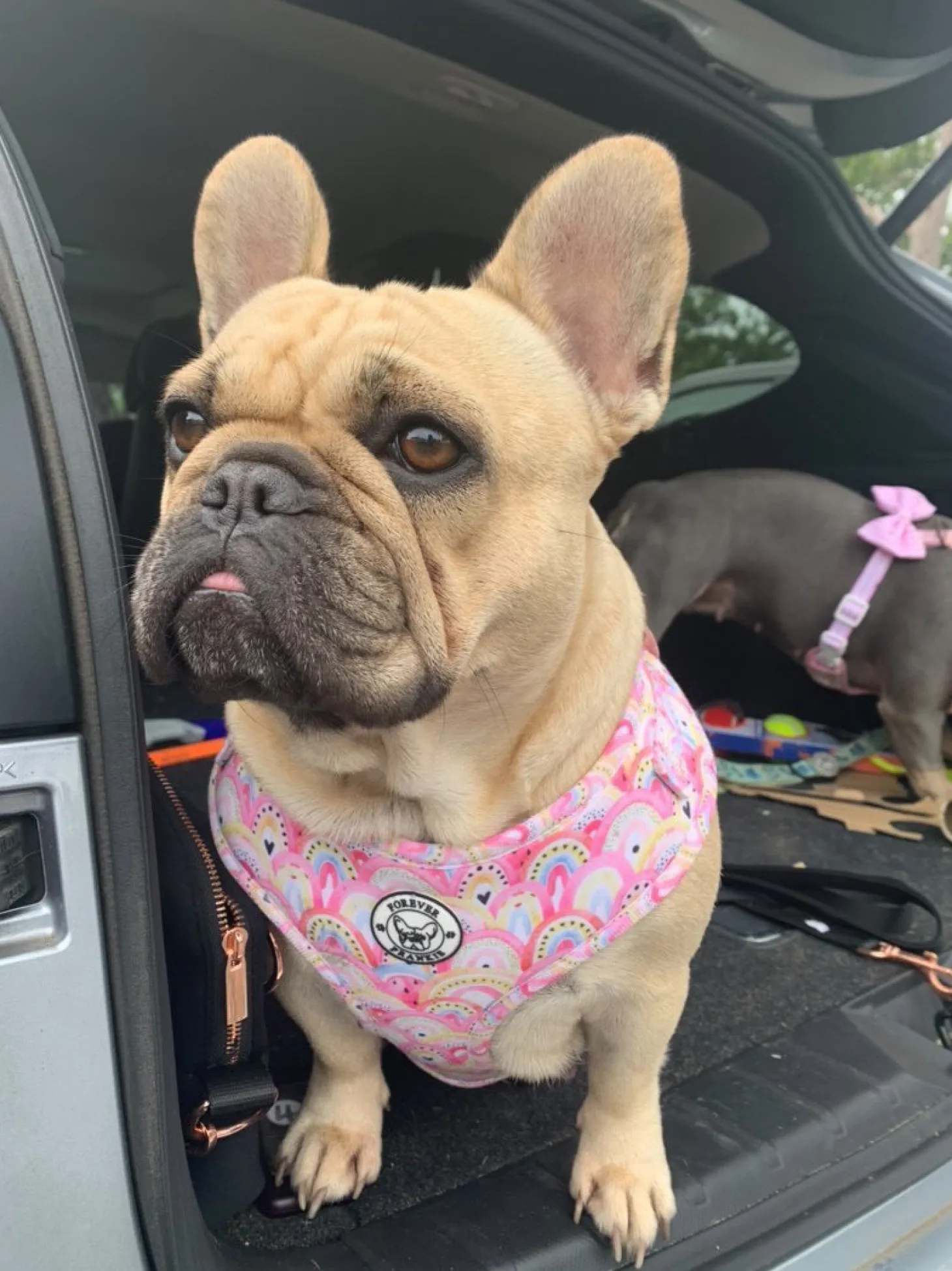 Chasing Rainbows - Adjustable Harness