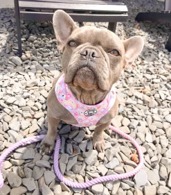 Chasing Rainbows - Adjustable Harness