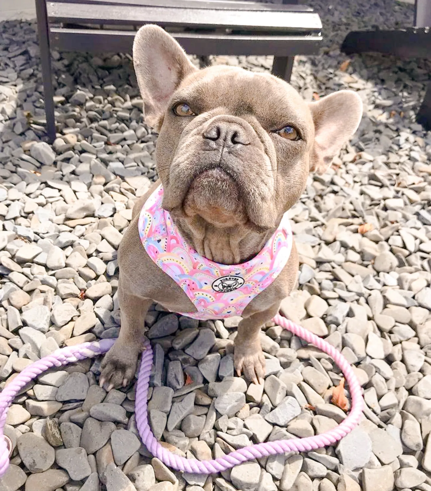 Chasing Rainbows - Adjustable Harness