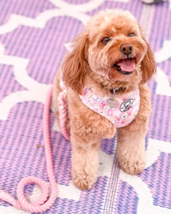 Chasing Rainbows - Adjustable Harness