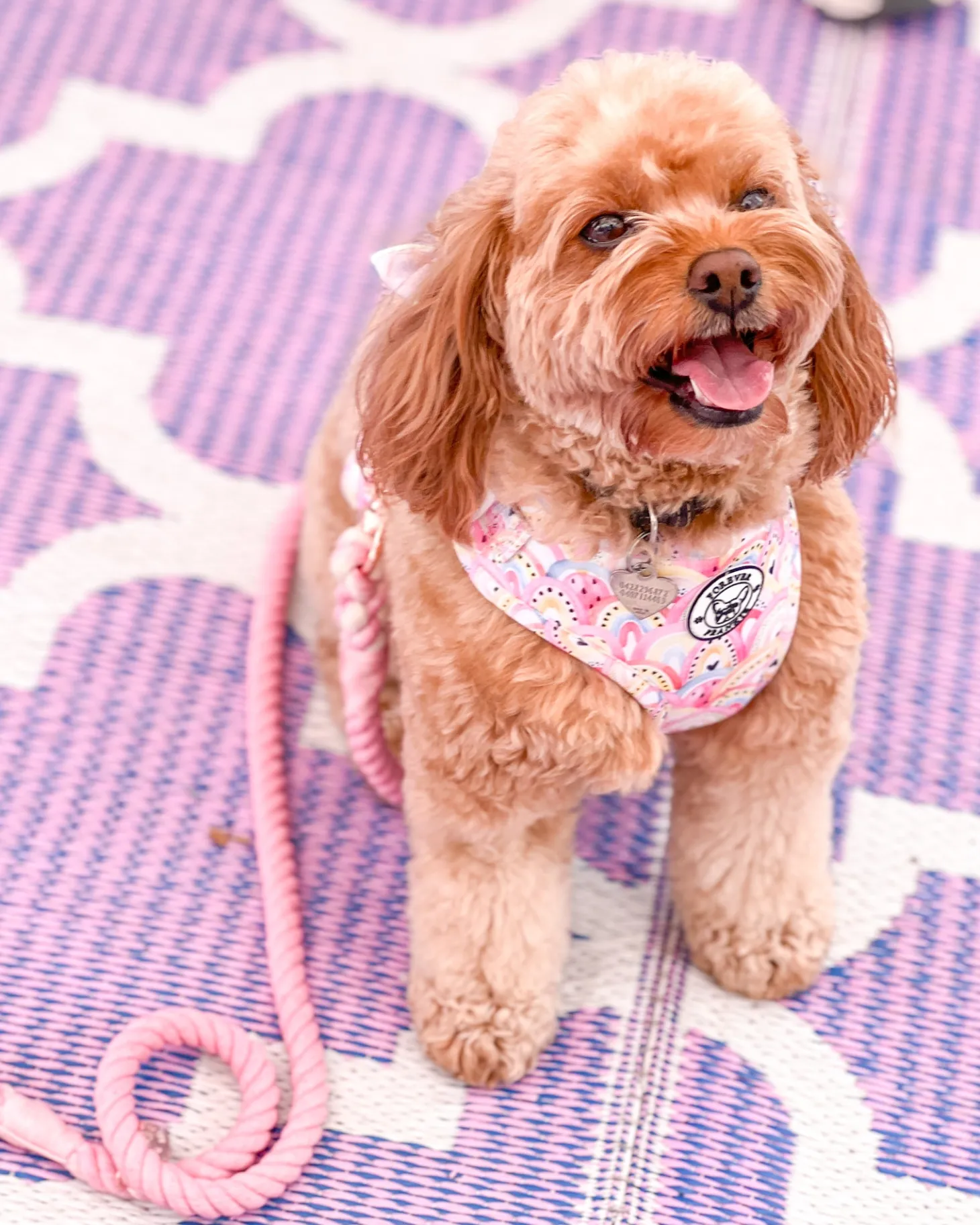 Chasing Rainbows - Adjustable Harness