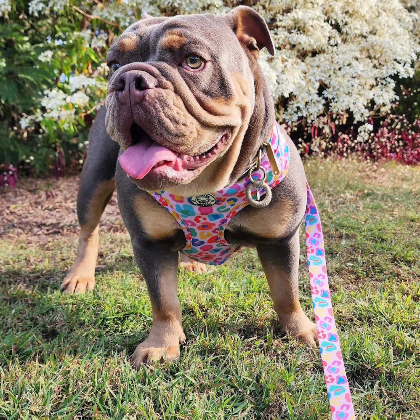 Cheetah Party - Adjustable Harness