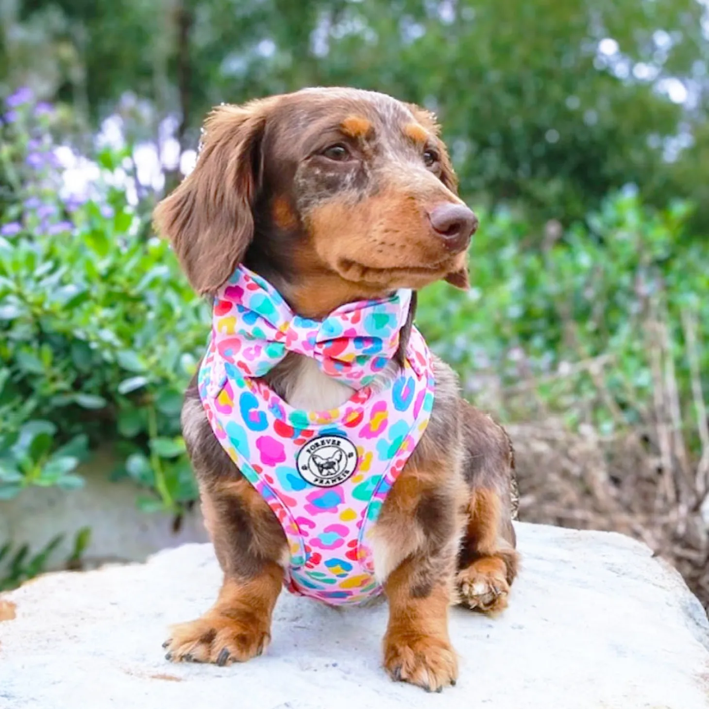 Cheetah Party - Adjustable Harness