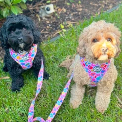 Cheetah Party - Adjustable Harness