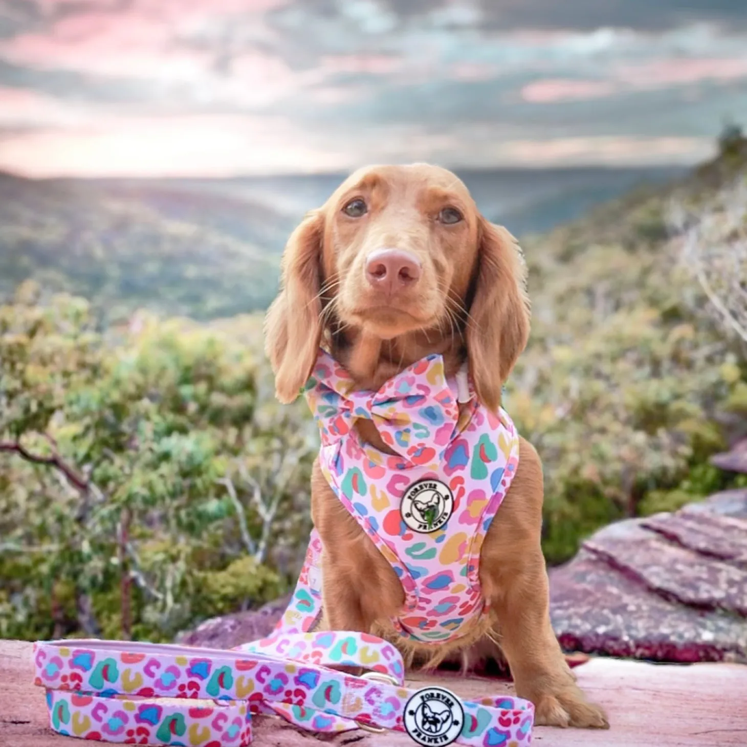 Cheetah Party - Adjustable Harness