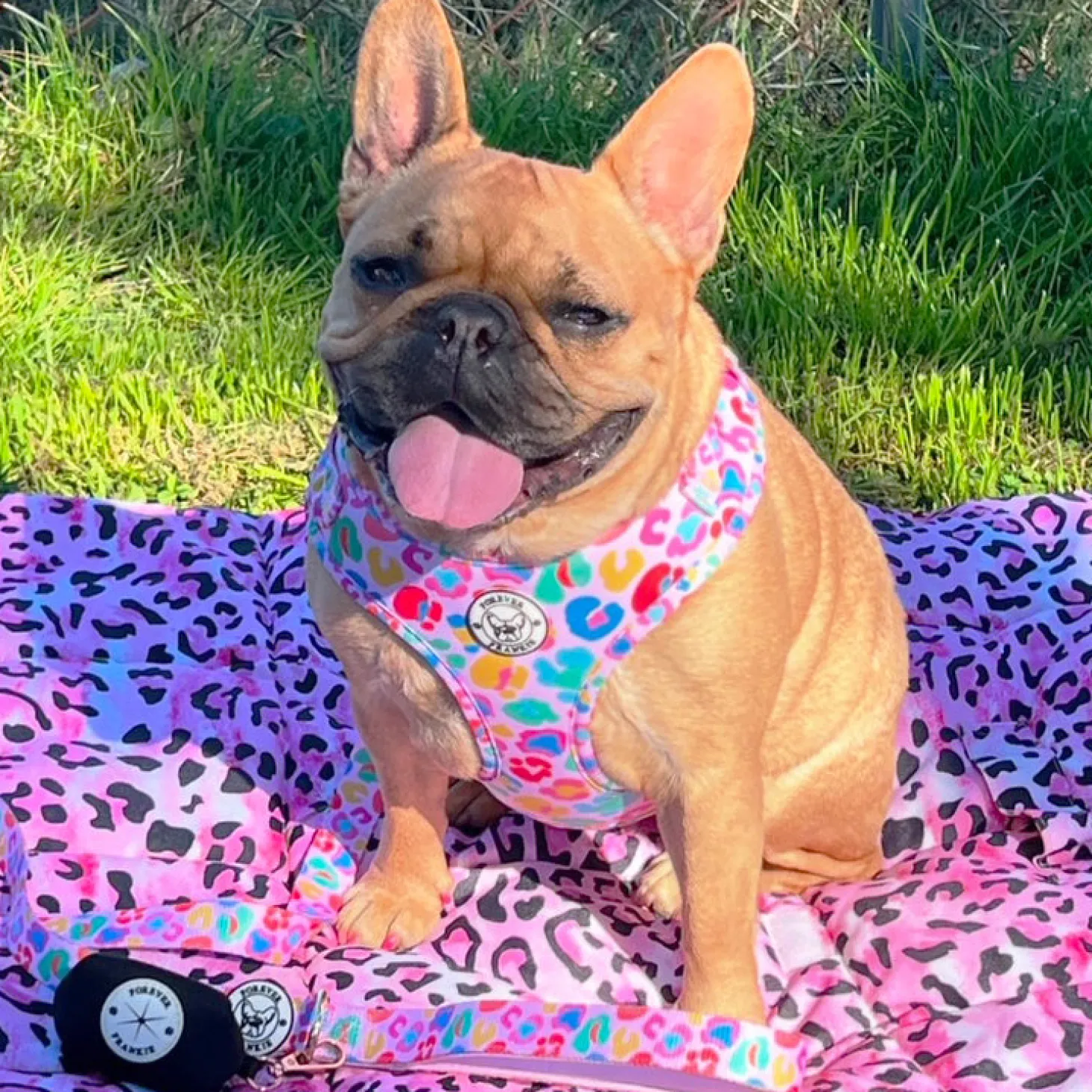 Cheetah Party - Adjustable Harness