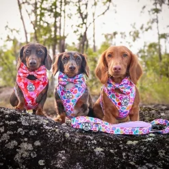 Cheetah Party - Adjustable Harness