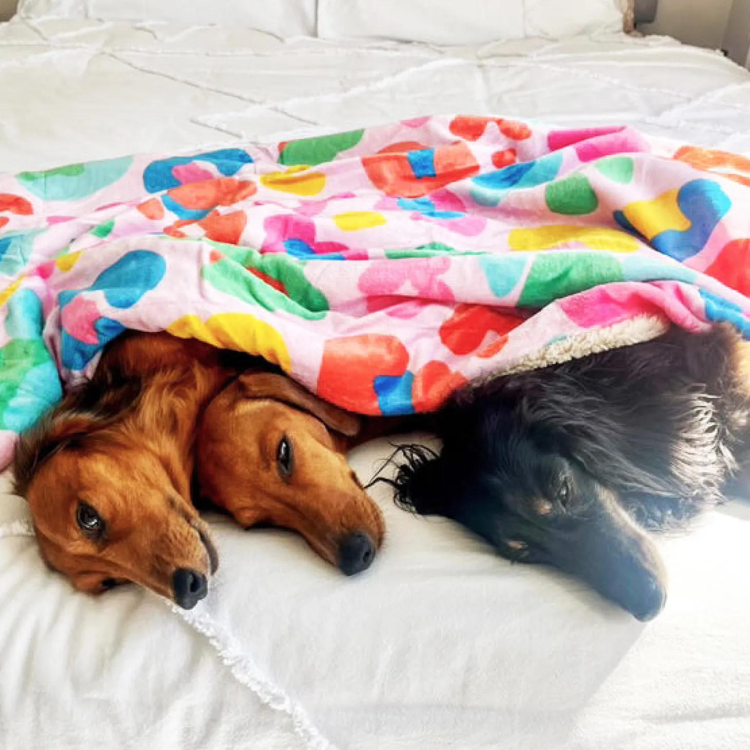 Cheetah Party - Extra Soft Pet Blanket