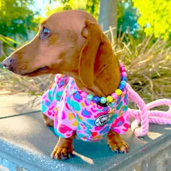 Cheetah Party - Sun & Sand Rashie UV 50+