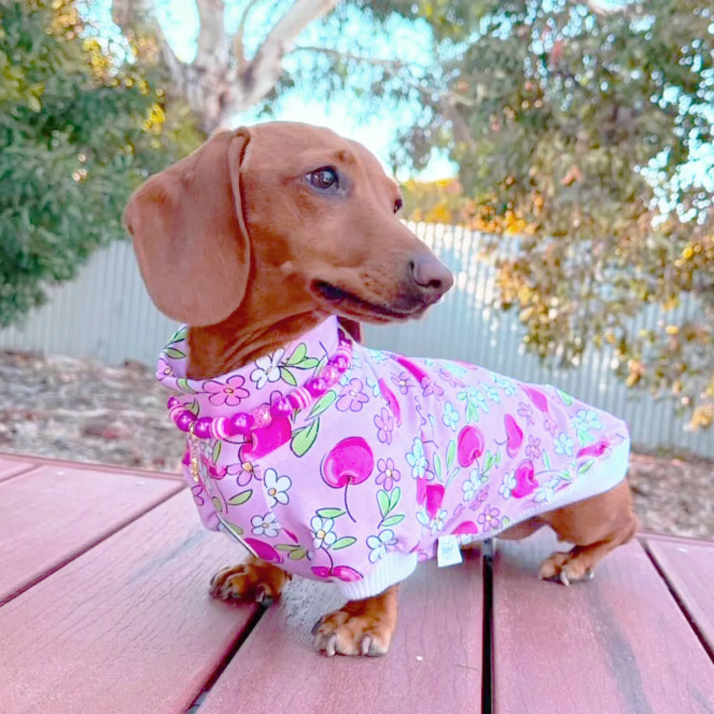 Cherry Daisy Charm Dog Skivvie (Limited Edition)