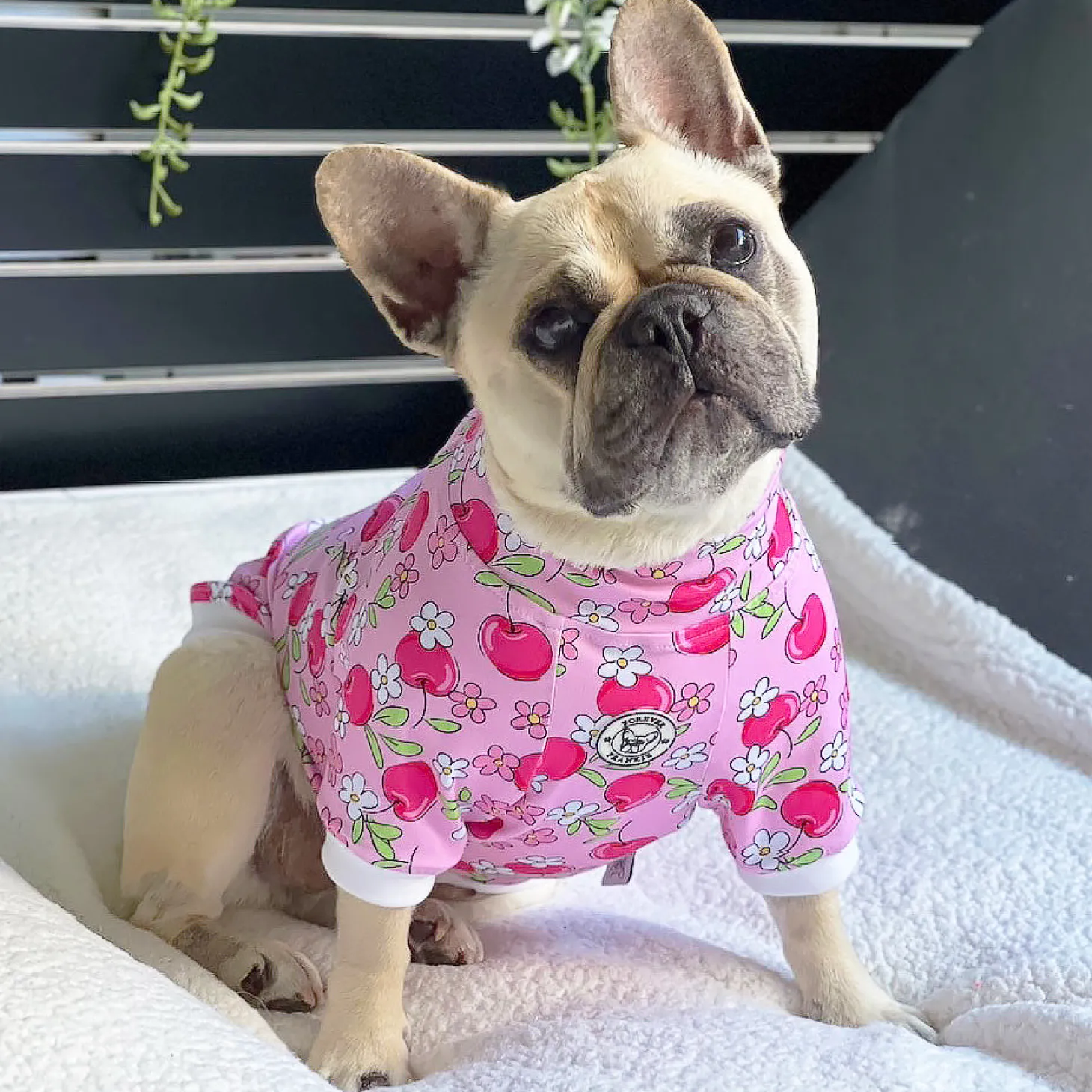 Cherry Daisy Charm Dog Skivvie (Limited Edition)