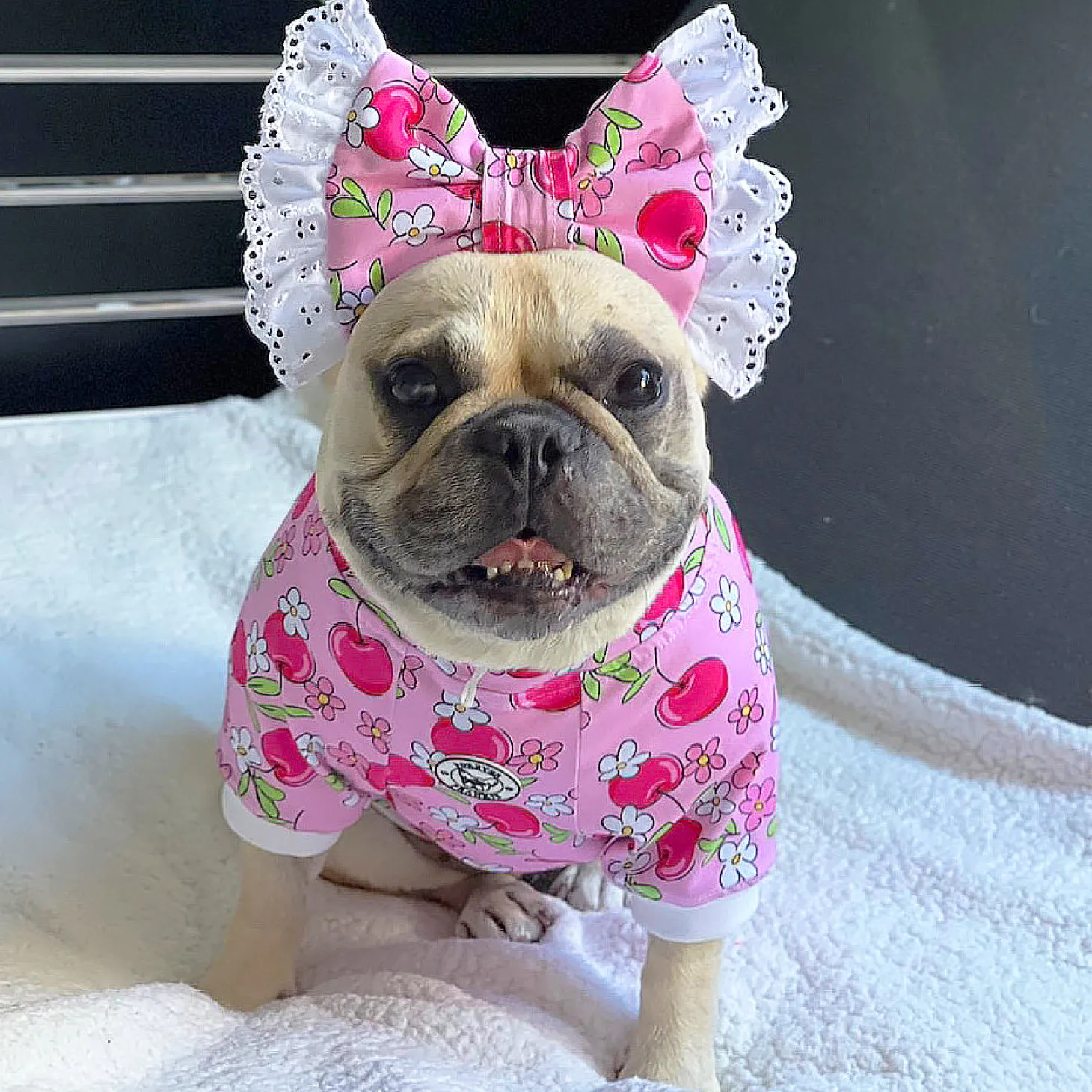 Cherry Daisy Charm Dog Skivvie (Limited Edition)