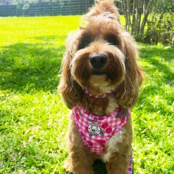 Cherry Delight - Adjustable Harness