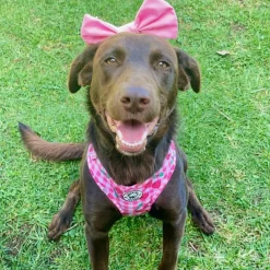 Cherry Delight - Adjustable Harness