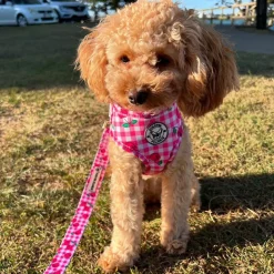 Cherry Delight - Adjustable Harness