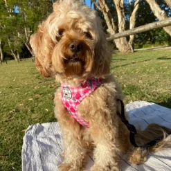 Cherry Delight - Adjustable Harness