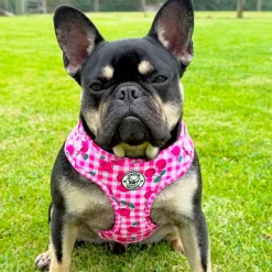 Cherry Delight - Adjustable Harness