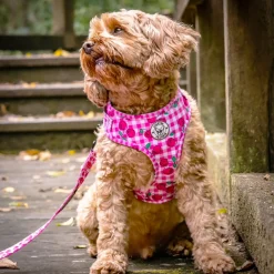 Cherry Delight - Adjustable Harness