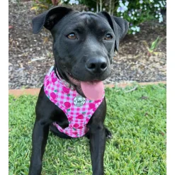 Cherry Delight - Adjustable Harness