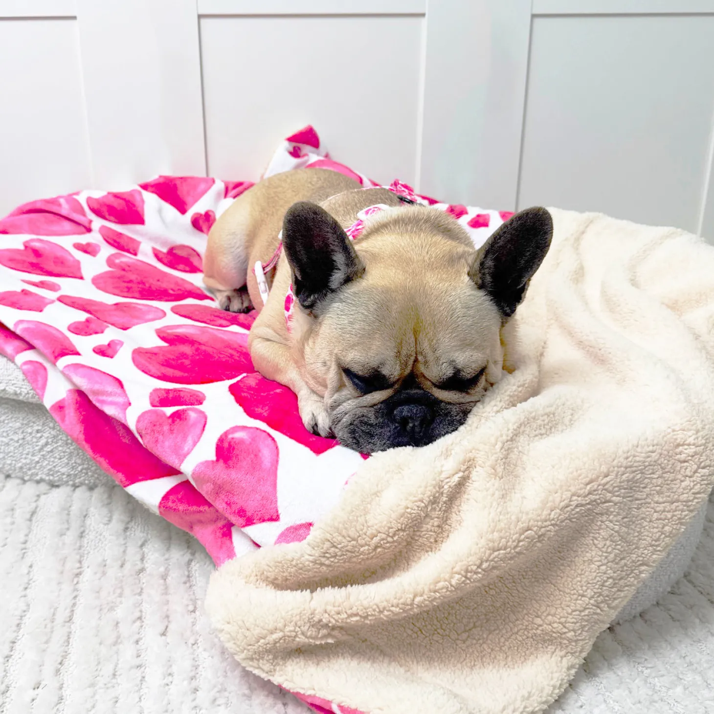 Cherry Delight - Extra Soft Pet Blanket