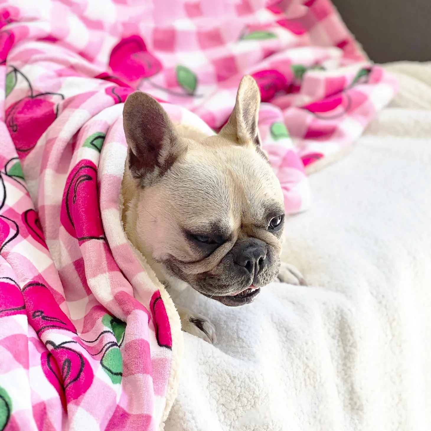 Cherry Delight - Extra Soft Pet Blanket