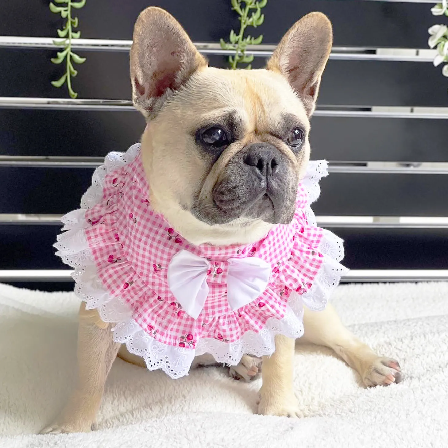 Cherry Delight Bandana