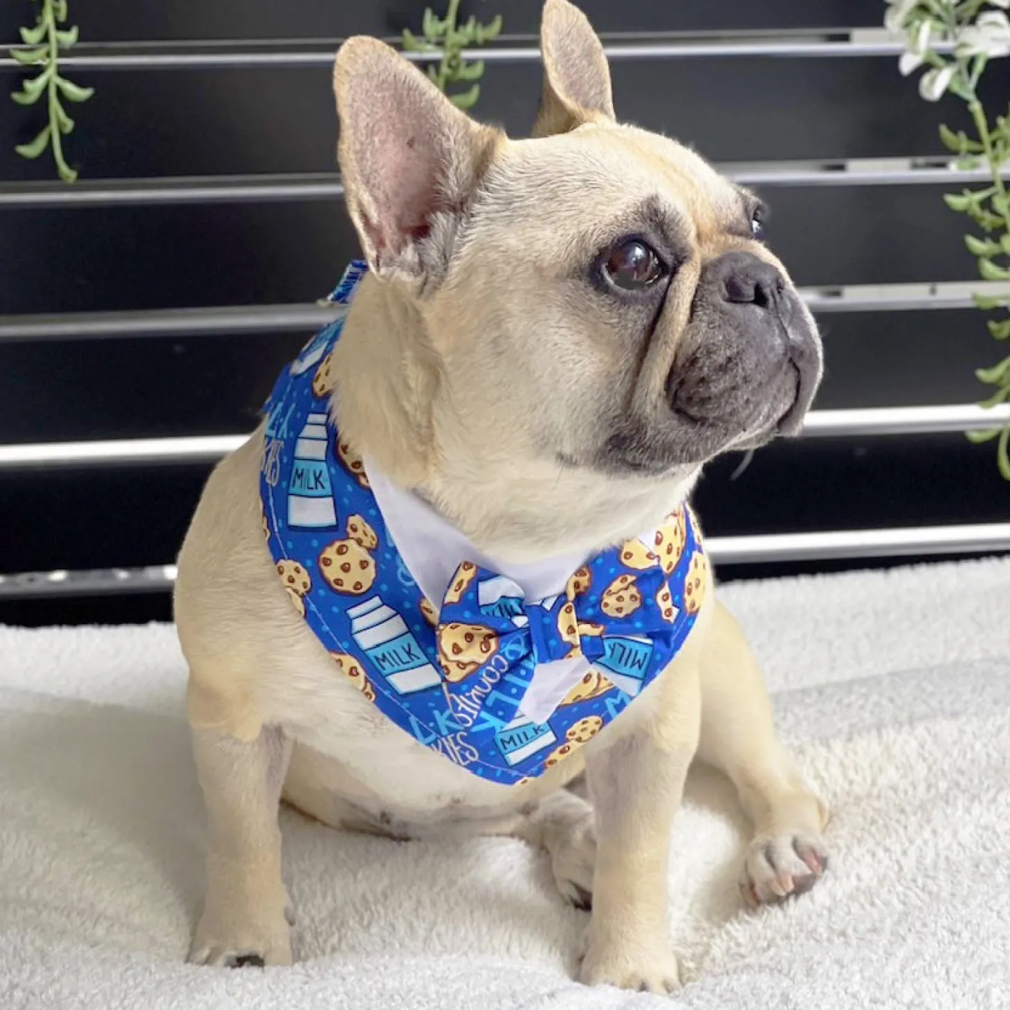 Cookies & Cream Bandana