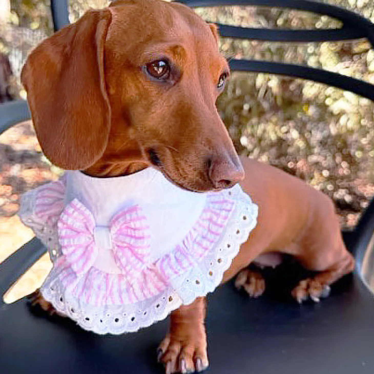 Cotton Candy Charm - Bandana