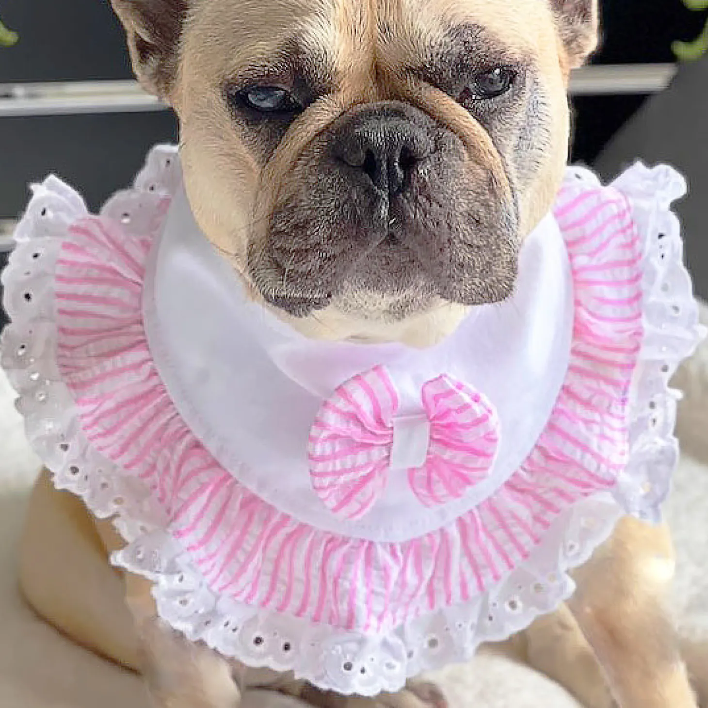 Cotton Candy Charm - Bandana