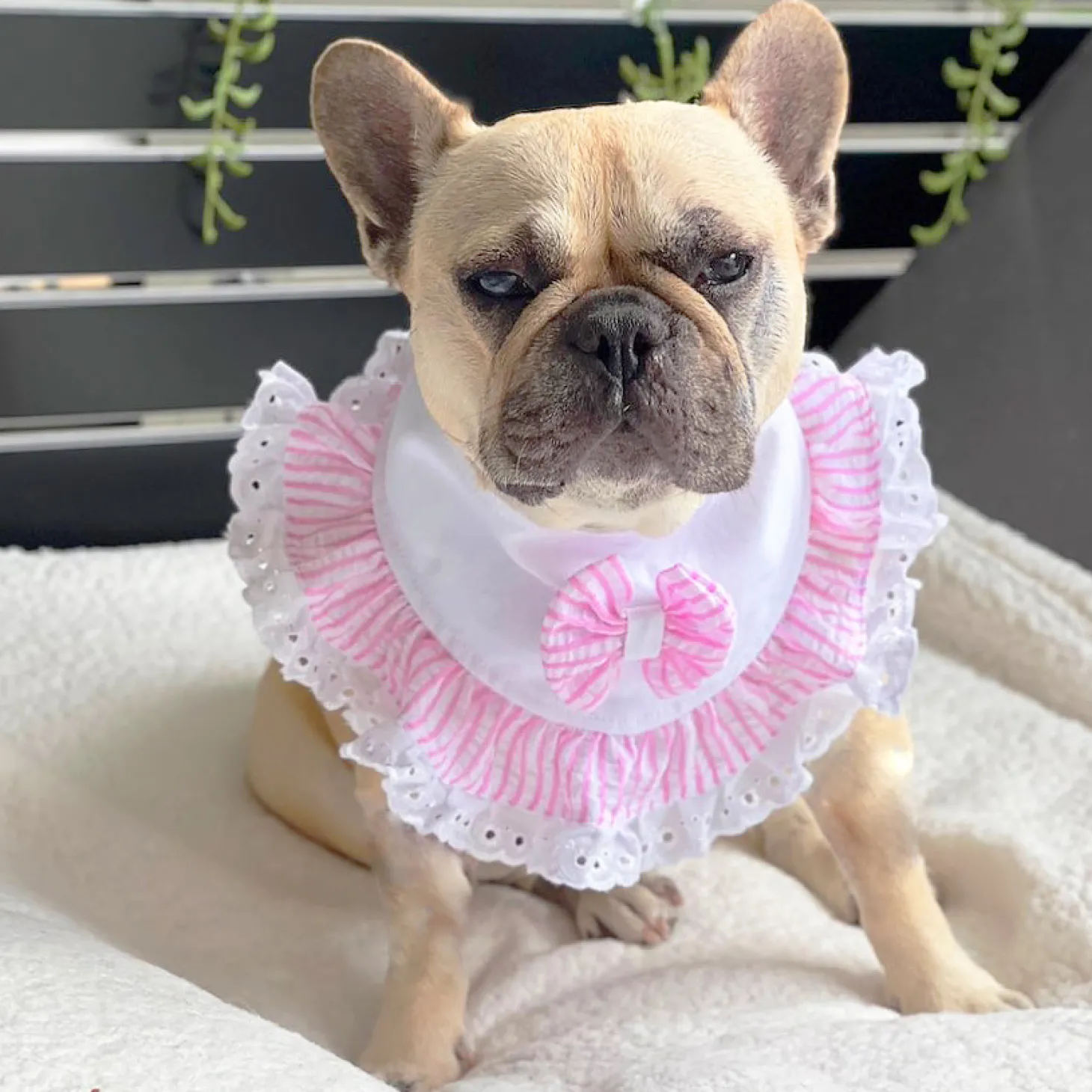 Cotton Candy Charm - Bandana