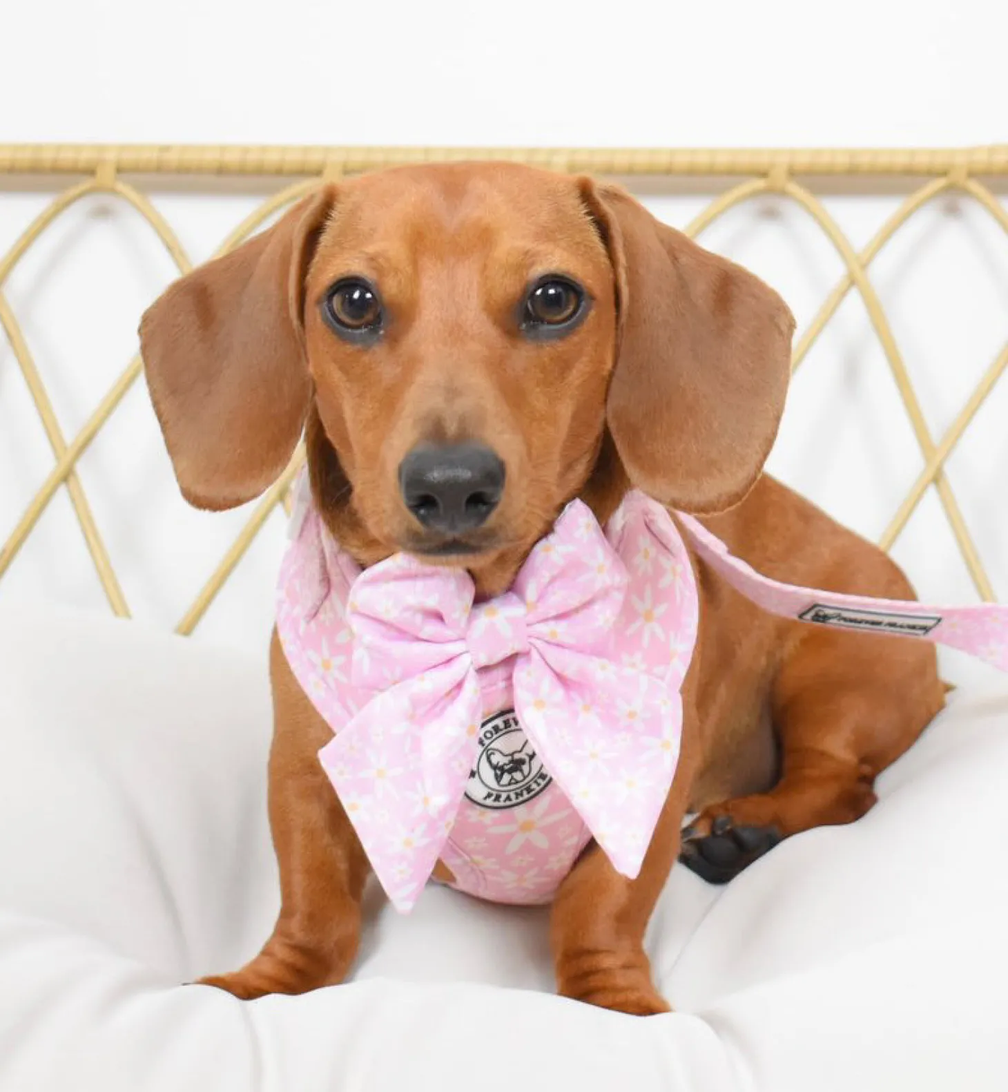 Daisy Chain - Adjustable Harness