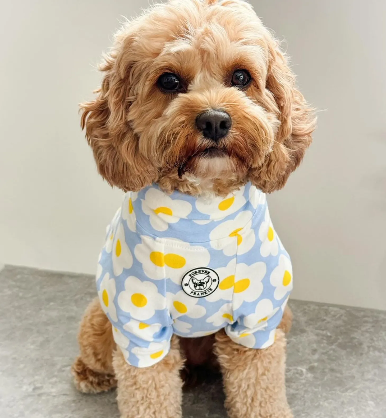 Daisy Sky Dog Skivvie (Limited Edition)