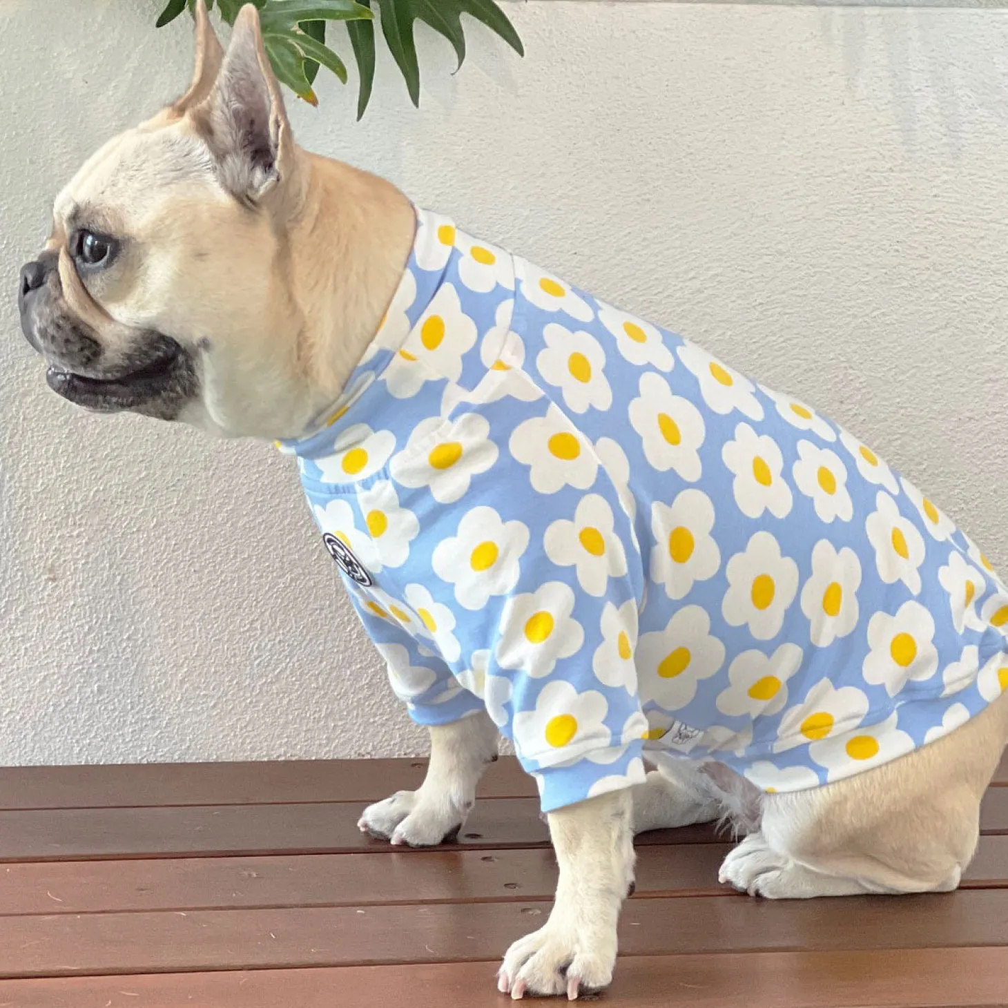 Daisy Sky Dog Skivvie (Limited Edition)