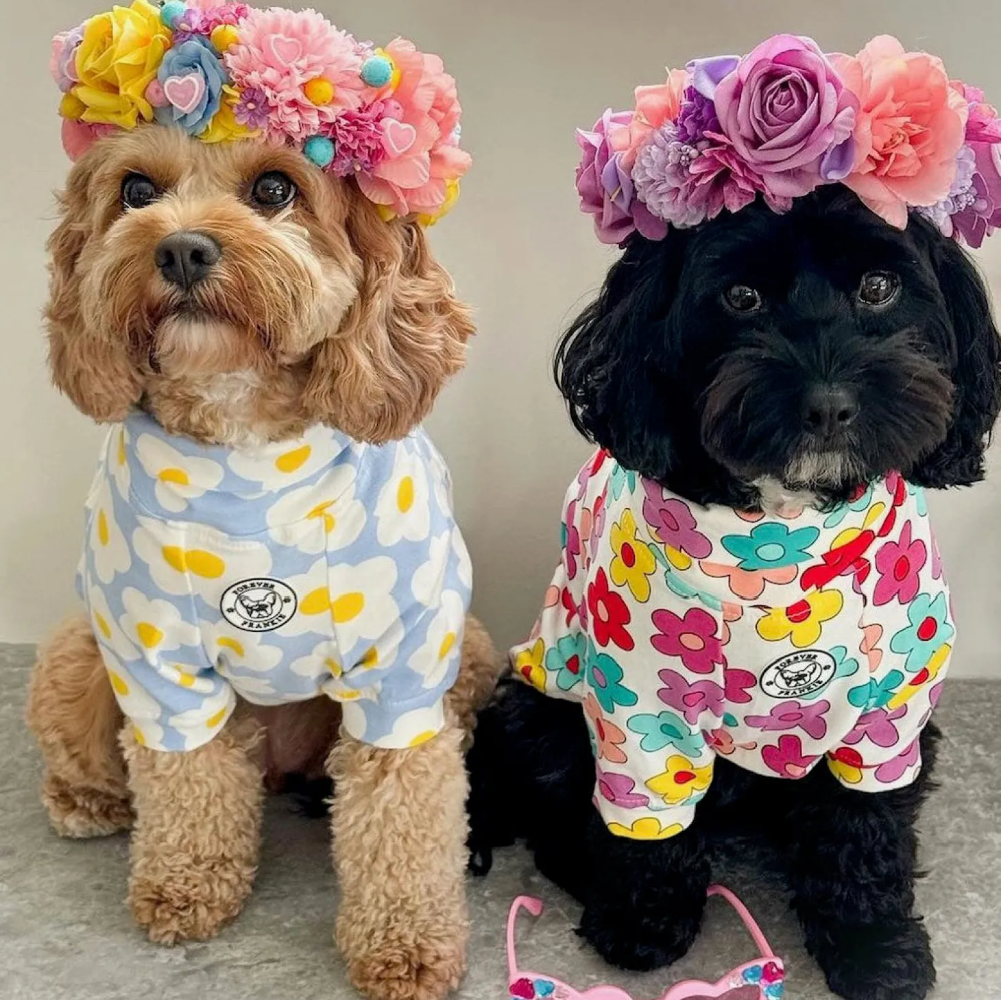 Daisy Sky Dog Skivvie (Limited Edition)