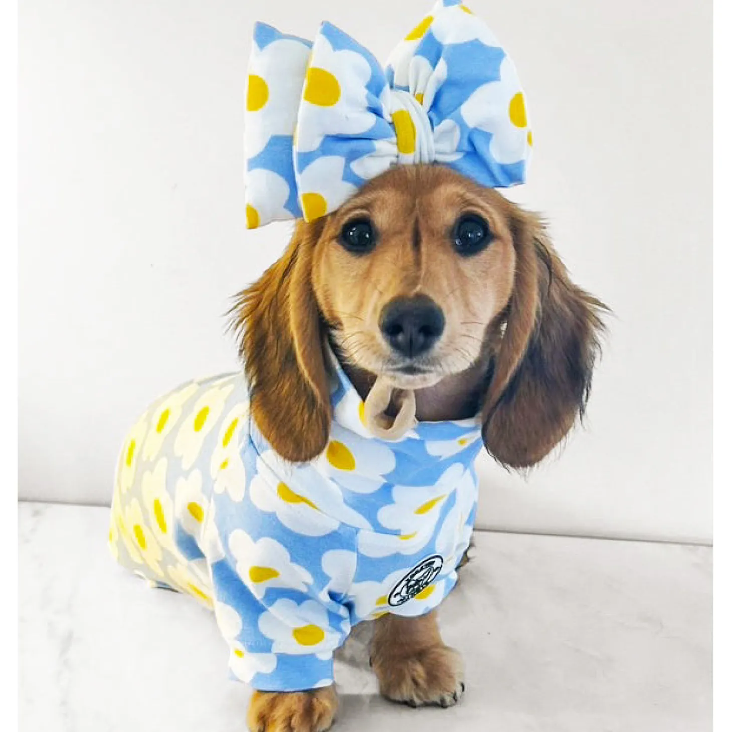 Daisy Sky Dog Skivvie (Limited Edition)