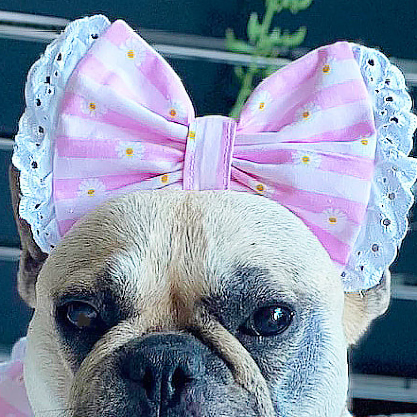 Daisy Stripe Delight - Head Bow (Limited Edition)