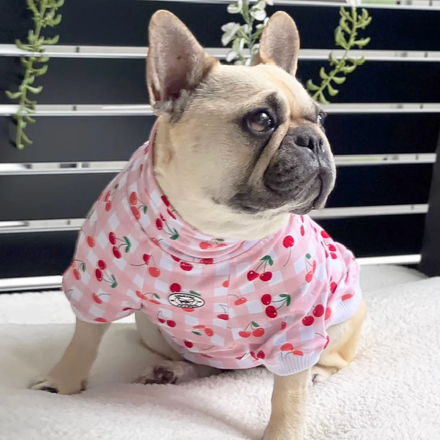 Delightful Cherry Dog Skivvie (Limited Edition)