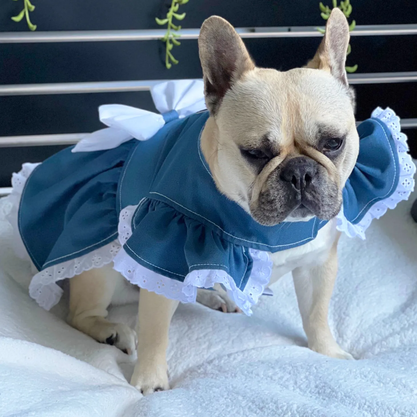 Denim & Lace - Ruffles Dog Dress with bow (Limited Edition)